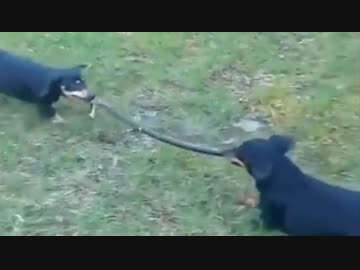 ホモと見る犬のオモチャにされてしまう蛇