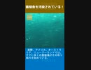養殖魚も汚染されている！
