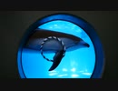 浅虫水族館