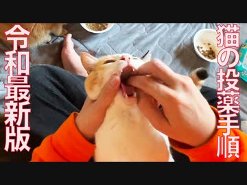 猫のQOL爆上がり！猫の直接投薬への手順【令和最新版】