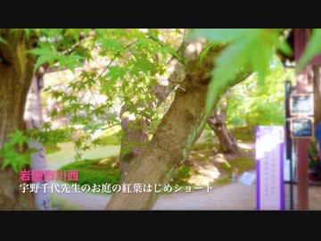 カメラ担いで ♪♪ 1分弱で巡る 防長路1「宇野千代先生のお庭2023」 〜紅葉の始まり〜　岩国市川西