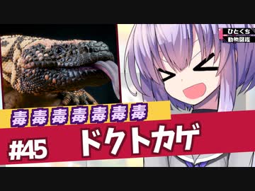 ひとくち動物図鑑　#45　ドクトカゲ　[VOICEROID解説]