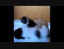 【ショート】不気味の谷する子猫