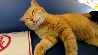 切符売り場に行くと猫が寝ていて癒やされる