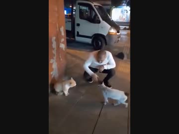 ホモと見る猫のケンカを止める男