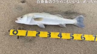 サーフの魔王 ノブさん シーバス カワムラくんも釣る