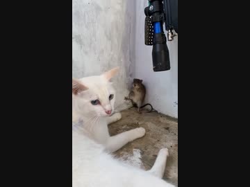 ホモと見る絶体絶命なネズミ