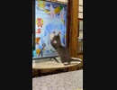 ホモと見るVtuberオタクと化した猫