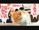 第412位：お利口保護子猫、うみゃいうみゃいと召し上がる