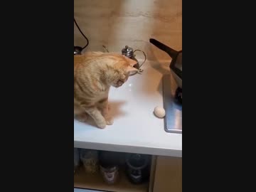 ホモと見る卵vs猫