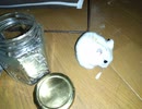 ハムスター飼いました。〜その155〜2023年11月だよ!!体重測定だよ!!