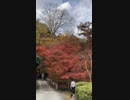 こうよう