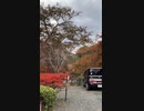 こうよう