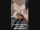 【 #フクロモモンガ 】長老がおやつアピールしてもあげないよ！ #おはモモンガ #モモンガ  #shorts #sugerglider #animal #pet #ペット #動物 #小動物 #ムササビ
