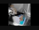 【ショート】自由を手に入れそうになったチャオ