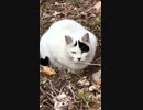 猫がいたから撮影した