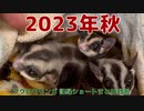 【 #フクロモモンガ 】 2023年秋 ショート動画まとめ #おはモモンガ #モモンガ  #sugerglider #animal #pet #ペット #動物 #小動物 #ムササビ