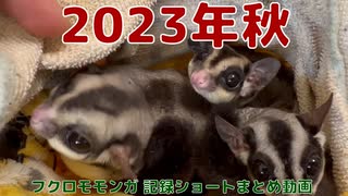 【 #フクロモモンガ 】 2023年秋 ショート動画まとめ #おはモモンガ #モモンガ  #sugerglider #animal #pet #ペット #動物 #小動物 #ムササビ