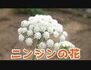 ニンジンの花と採種