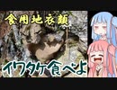 平凡料理人茜、炊ぐ「イワタケを採って食べよう」