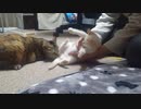 拾いねこ＠生後4132日目　遂に同衾・・！