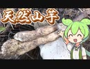 天然山芋を採って食べるずんだもん