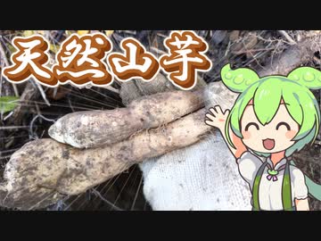 天然山芋を採って食べるずんだもん