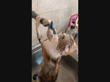 ホモと見る自らシャワーを浴びる猫