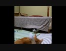 【ショート】野良猫から家猫として出会い、親友になったふたり