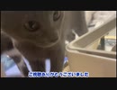 【鈴蘭動画】驚愕的な子猫の成長速度