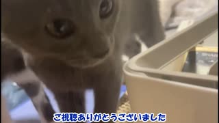 【鈴蘭動画】驚愕的な子猫の成長速度