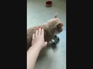 ホモと見るメシがなくて鬱になる猫