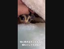 【 #フクロモモンガ 】ジコジコ赤ちゃんも100均一商品で？！ #おはモモンガ #モモンガ  #shorts #sugerglider #animal #pet #ペット #動物 #小動物 #ムササビ