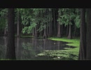 深い森 Deep forest 【BGM】