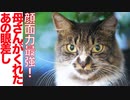 顔面力最強のカーチャン猫、その因縁の始まり