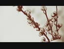 【トラック提供】Cotton
