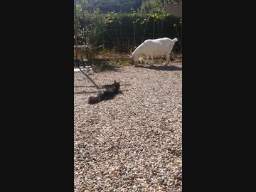 ホモと見るヤギVS猫