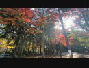 宮城県仙台市　紅葉で色づく勾当台公園2　2023　1119