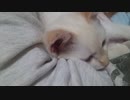拾いねこ＠生後4134日目　正式譲渡へ・・！