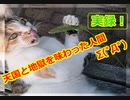 【～判定結果～】すべて「猫」の気分次第です