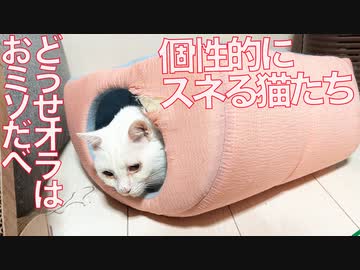スネる猫たちのスネ個性がすごい