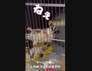 【 #フクロモモンガ 】ご主人何食べてるの？！ #おはモモンガ #モモンガ  #shorts #sugerglider #animal #pet #ペット #動物 #小動物 #ムササビ