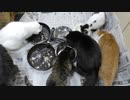 今週のおやつ（本隊）【蒼民家の猫々】
