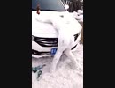 ホモと見る酔っぱらいみたいな雪像