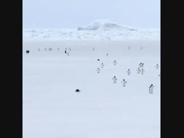 ペンギン歩行を5倍速してみた