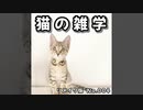 【サクッとぬこ雑学】004│猫の食性│猫とねこ草│猫の歯の本数│猫の歯の秘密│猫の本当の天敵│