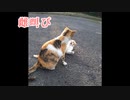 【ショート】野良猫の姉妹（今は家猫になって母と叔母になっています）