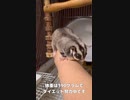 【 #フクロモモンガ 】#自己紹介 ：長老・アオ ！ #おはモモンガ #モモンガ  #shorts #sugerglider #animal #pet #ペット #動物 #小動物 #ムササビ