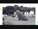 オットセイに襲われるペンギンとそれを見守る鳥類達【2ch反応コメント付】