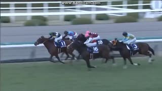 2014 阪神ＪＦ　ショウナンアデラ